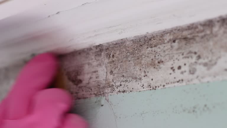 Best Mold Prevention Services  in Ordway, CO